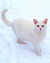 pic for Casper, Domestic Shorthair